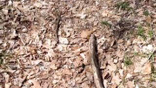 Danni Gee public woods flashing