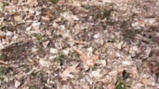 Danni Gee public woods flashing