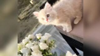 Joury Sana | try not to cum challenge|
