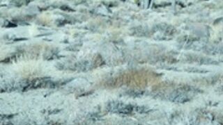 Desert Nymph Goddess Can't Resist Human Cock