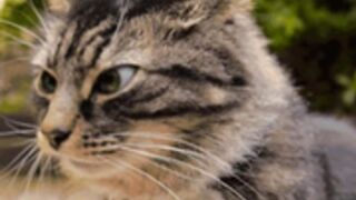 Angelalala Hamtaroqueen Psycho Girlfriend Experience