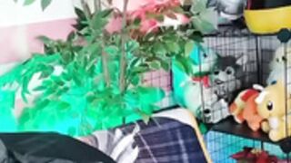 Pitykitty: Tatsumaki Cosplay