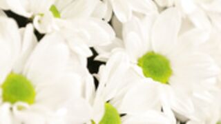 Nicole Angelika Blossoming Dreams