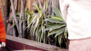 Olive Amber Hubba Tubba