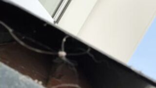 Cochonne_hot exhib soft