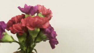 Lasirena BBC Bj