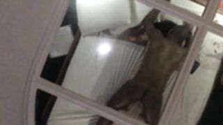 Boyfriend give girlfirend to BBC fuck