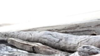 Abby Opel - Tits out at the beach