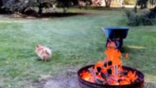 Foxy Menagerie Verre  new growth