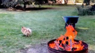 Foxy Menagerie Verre  new growth