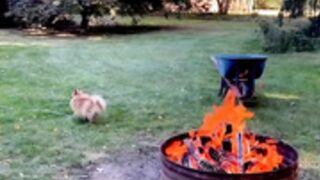 Foxy Menagerie Verre  new growth