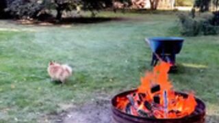 Foxy Menagerie Verre  new growth