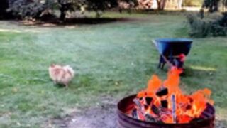 Foxy Menagerie Verre  new growth