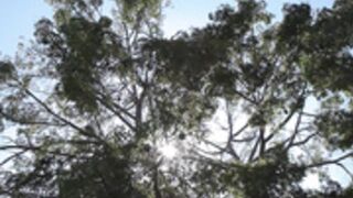 Maitland Ward blacked